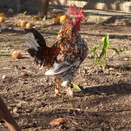 Swara Slow Living Quarto em Acomodações Particulares Aveiro